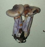 Cortinarius emunctus image