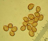 Cortinarius emunctus image