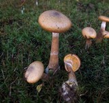 Armillaria gallica image