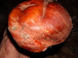 Leccinum manzanitae image