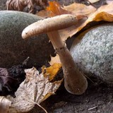Armillaria gallica image
