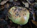 Cortinarius xanthodryophilus image