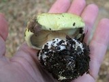 Cortinarius xanthodryophilus image