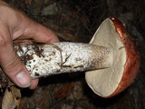 Leccinum manzanitae image