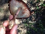 Leucoagaricus americanus image