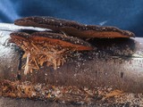 Hexagonia hydnoides image