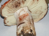 Russula dissimulans image