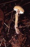 Cystoderma fallax image
