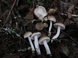 Hygrophorus agathosmus image