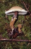 Cystoderma fallax image