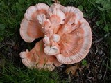 Laetiporus cincinnatus image