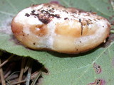 Postia fragilis image