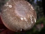 Agaricus deardorffensis image