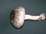 Agaricus deardorffensis image