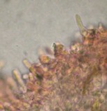 Gloeodontia subasperispora image