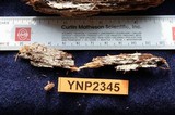 Gloeodontia subasperispora image