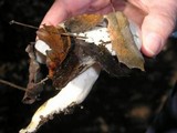 Hygrophorus eburneus image