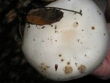 Hygrophorus eburneus image