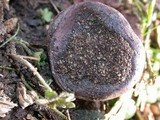 Bovista plumbea image