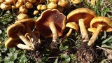 Gymnopilus aeruginosus image