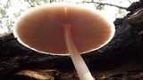 Volvariella bombycina image