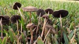 Panaeolus subbalteatus image