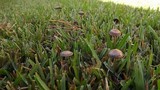 Panaeolus subbalteatus image