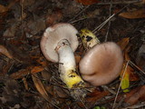 Gomphidius oregonensis image