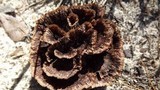 Thelephora caryophyllea image