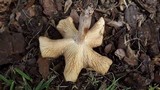 Gymnopus luxurians image