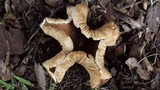 Gymnopus luxurians image