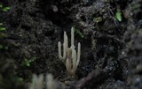 Aphelaria tuberosa image
