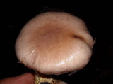 Gomphidius oregonensis image