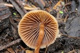 Psilocybe pelliculosa image
