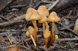 Psilocybe pelliculosa image