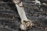Psilocybe pelliculosa image