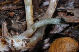 Psilocybe pelliculosa image
