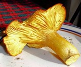 Omphalotus subilludens image