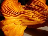 Omphalotus subilludens image