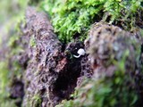 Mycena corynephora image