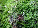 Mycena corynephora image