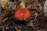 Gomphidius subroseus image