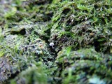 Mycena corynephora image