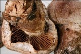 Cortinarius subferrugineus image