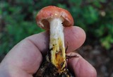 Gomphidius subroseus image