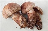 Cortinarius subferrugineus image