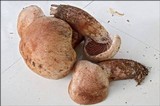 Cortinarius subferrugineus image