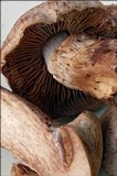Cortinarius subferrugineus image