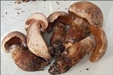 Cortinarius subferrugineus image