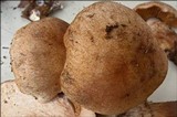 Cortinarius subferrugineus image